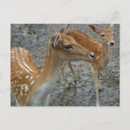 Young Deer Postcard Postkarte