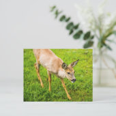 Young Deer Postkarte (Stehend Vorderseite)