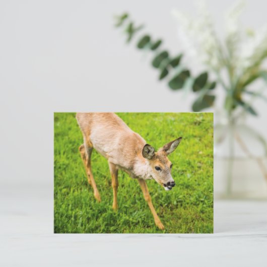 Young Deer Postkarte (Stehend Vorderseite)