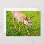 Young Deer Postkarte (Vorne/Hinten)