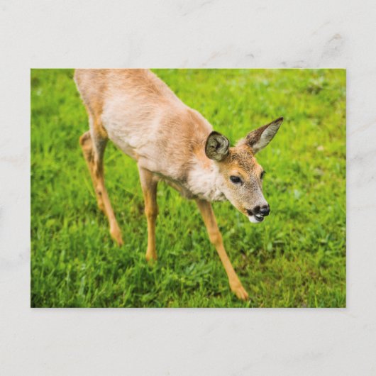 Young Deer Postkarte (Vorderseite)