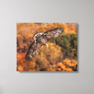 Young Eagle Wings Autumn Canvas Print Leinwanddruck