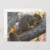 Young Eichhörnchen in Tree Postkarte (Vorne/Hinten)