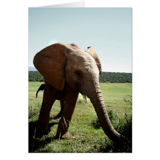 young elephant karte
