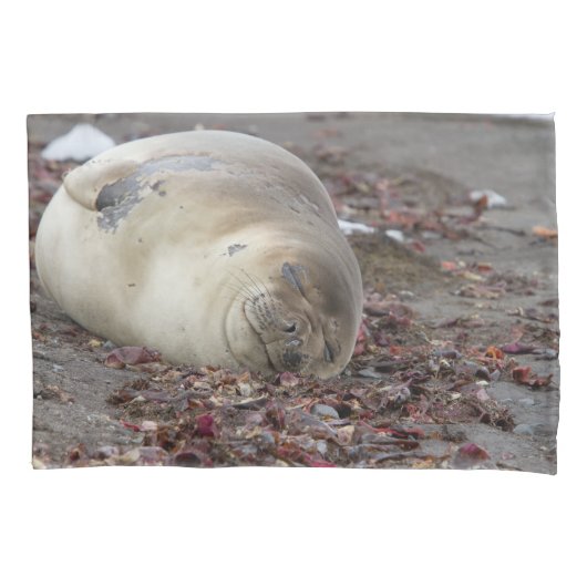 Young elephant seal kissenbezug (Vorderseite)