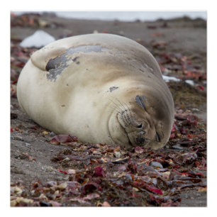Young elephant seal poster
