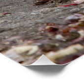 Young elephant seal poster (Ecke)