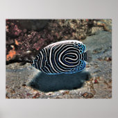 Young Emperor Poster (Vorne)