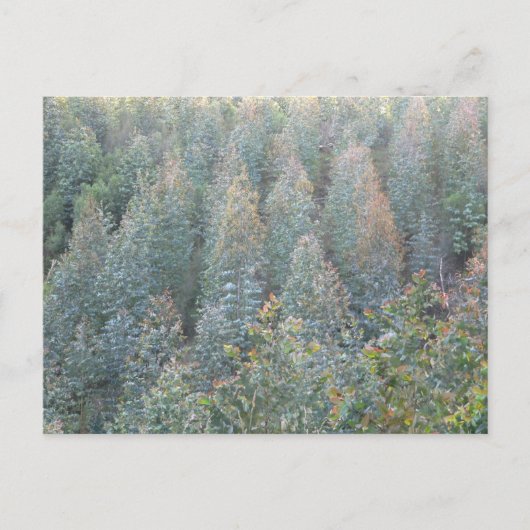 Young Eukalyptus Plantation Postkarte (Vorderseite)
