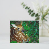 Young Fawn Postkarte (Stehend Vorderseite)