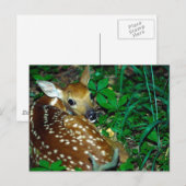 Young Fawn Postkarte (Vorne/Hinten)