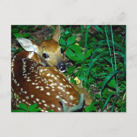 Young Fawn Postkarte (Vorderseite)