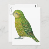 Young Female Kakapo Postkarte (Vorne/Hinten)