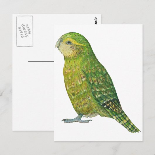 Young Female Kakapo Postkarte (Vorne/Hinten)