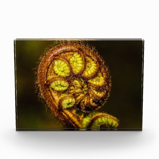 Young Fern Blätter Fotoblock (Vorderseite)