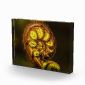 Young Fern Blätter Fotoblock (Rechts)