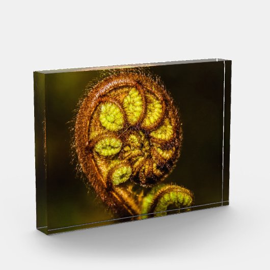 Young Fern Blätter Fotoblock (Links)