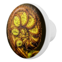 Young Fern Blätter Keramikknauf