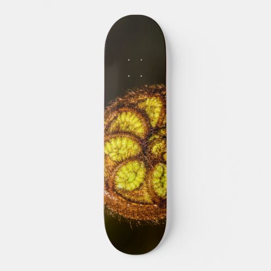 Young Fern Blätter Skateboard (Vorderseite)