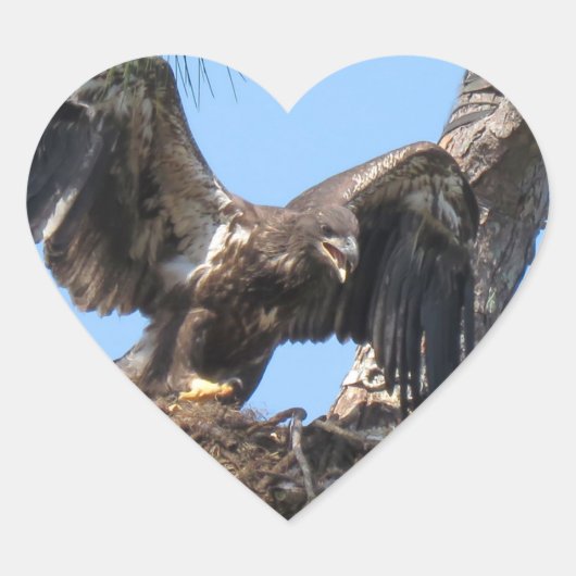 Young Florida Bald Eagle Stickers (Vorderseite)