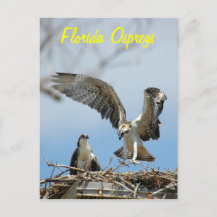 Young Florida Ospreys Postcard Postkarte