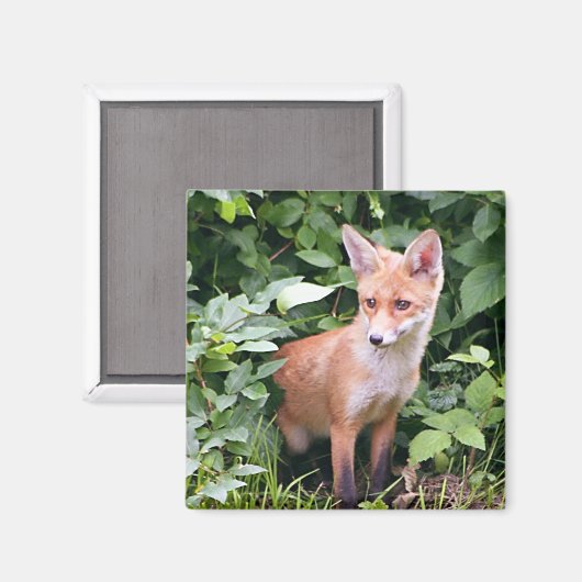 Young Fox 1 Magnet (Vorderseite/Rückseite)