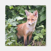 Young Fox 1 Magnet (Vorne)