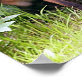 Young Fox 1 Poster (Ecke)