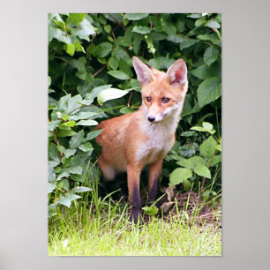 Young Fox 1 Poster