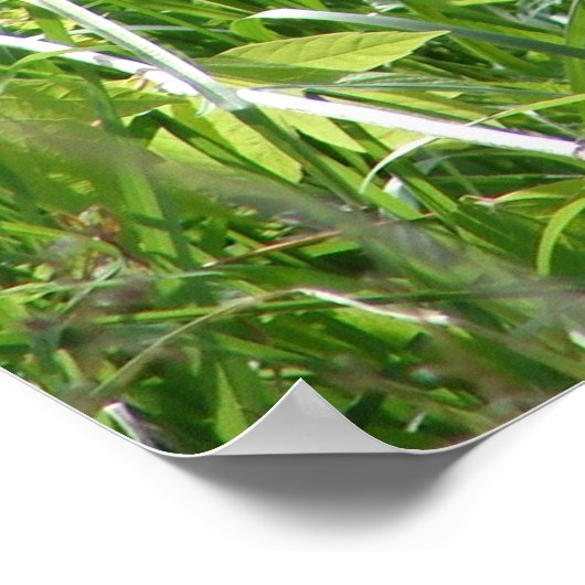 Young Fox Poster (Ecke)