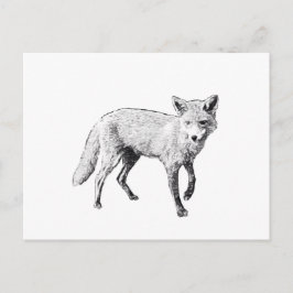 Young Fox Sketch Postkarte