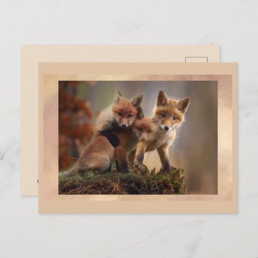 Young Fox Trio Posting Postcross Postcard Postkarte (Vorne/Hinten)