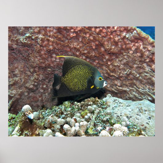 Young French Angelfish Poster (Vorne)
