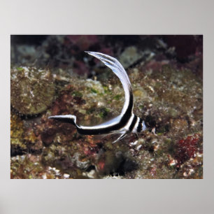 Young Gepunktet Drum Poster