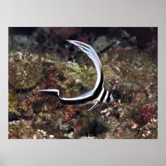 Young Gepunktet Drum Poster (Vorne)