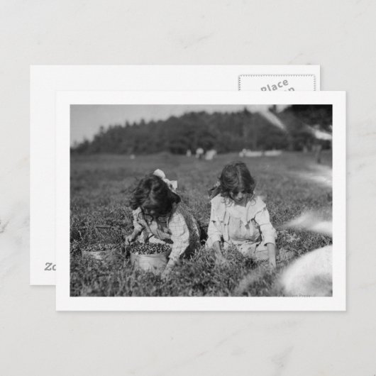 Young Girls Picking Cranberries Fotografie Postkarte (Vorne/Hinten)