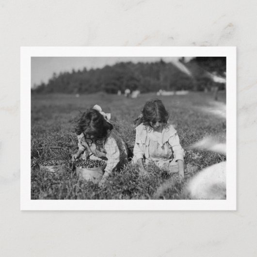 Young Girls Picking Cranberries Fotografie Postkarte (Vorderseite)