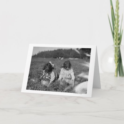Young Girls Picking Cranberries Photograph Karte (Vorderseite)