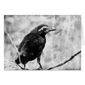 Young Grackle (Vorderseite (Horizontal))