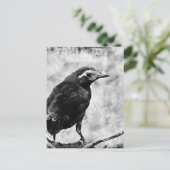 Young Grackle Postkarte (Stehend Vorderseite)