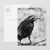 Young Grackle Postkarte (Vorne/Hinten)
