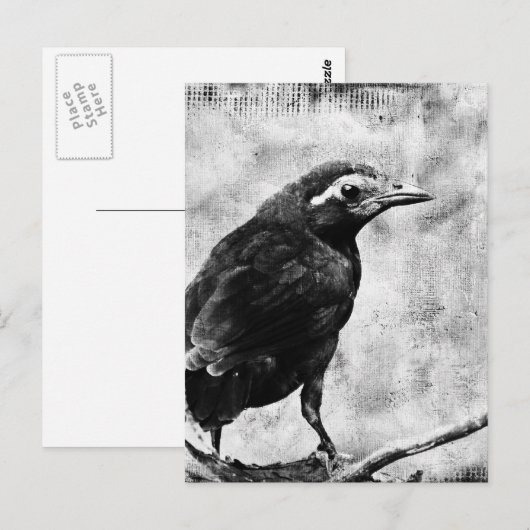 Young Grackle Postkarte (Vorne/Hinten)