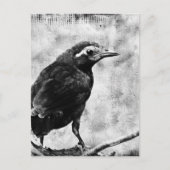 Young Grackle Postkarte (Vorderseite)