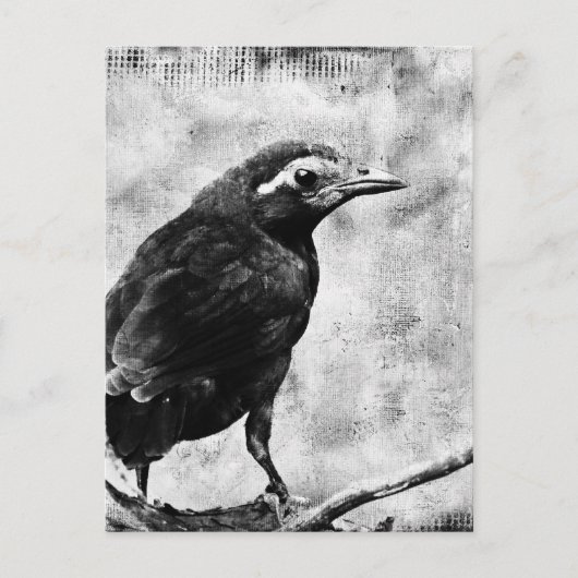 Young Grackle Postkarte (Vorderseite)