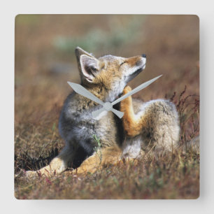 Young Gray Fox at Torres Del Paine National Park Quadratische Wanduhr