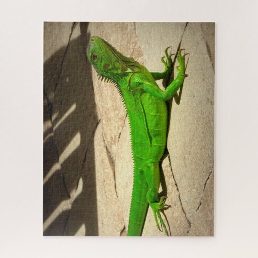 Young Green Iguana on Rock Path Puzzle (Vertikal)