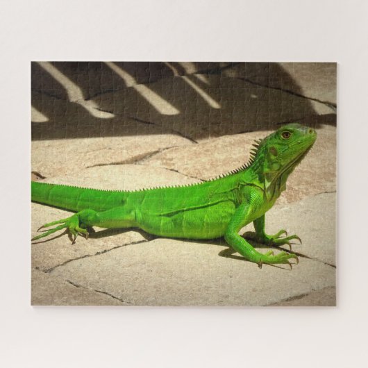 Young Green Iguana on Rock Path Puzzle (Horizontal)