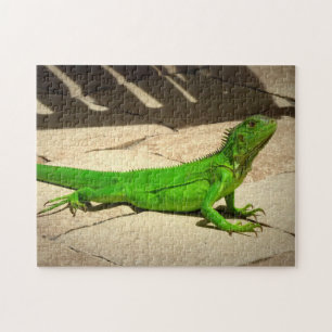 Young Green Iguana on Rock Path Puzzle