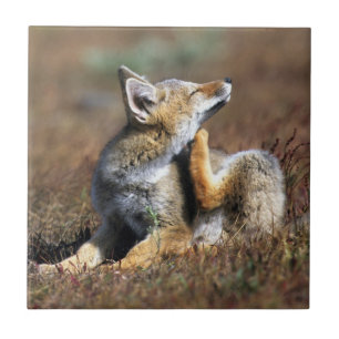 Young Grey Fox im Torres Del Paine Nationalpark Fliese