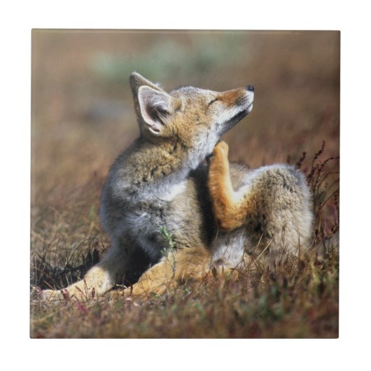Young Grey Fox im Torres Del Paine Nationalpark Fliese (Vorderseite)